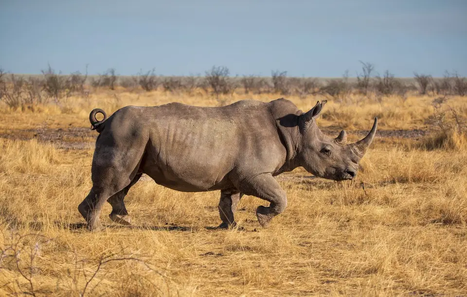 Namibia_Etosha_1178.jpg