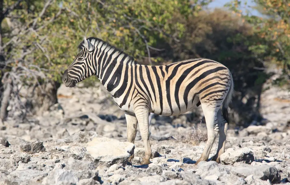 Namibia_Etosha_118.jpg