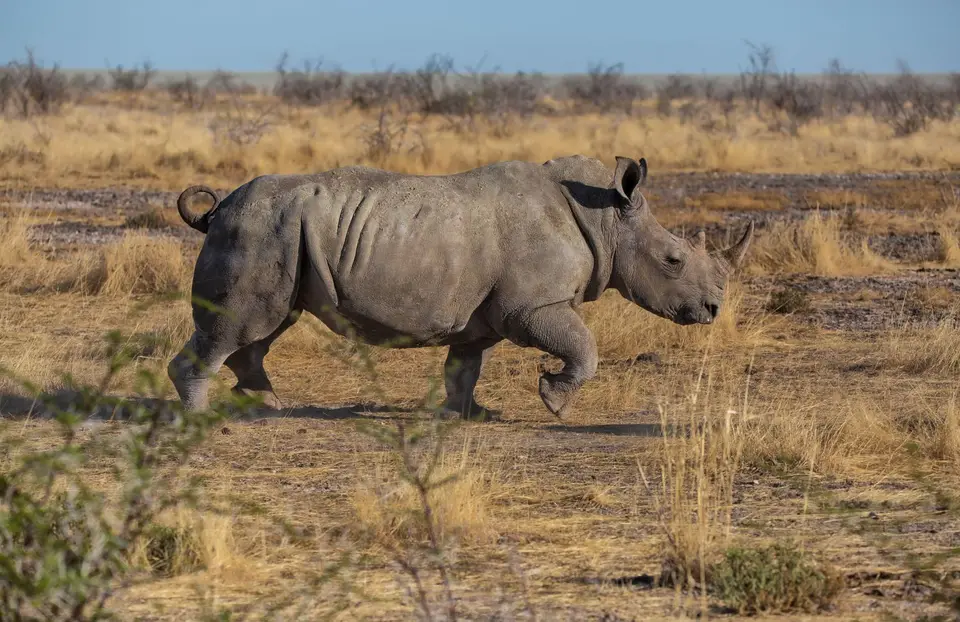 Namibia_Etosha_1180.jpg