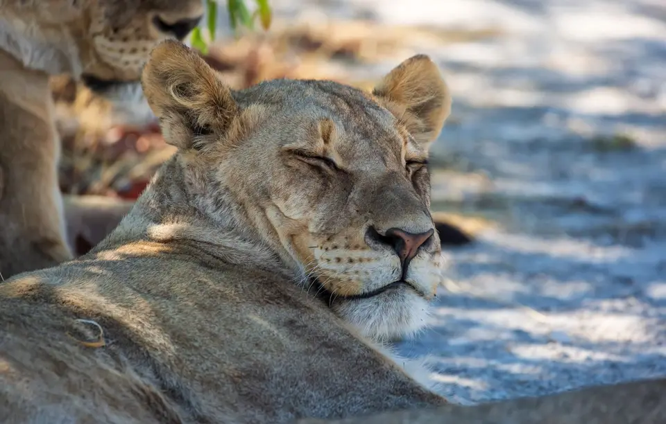 Namibia_Etosha_1185.jpg