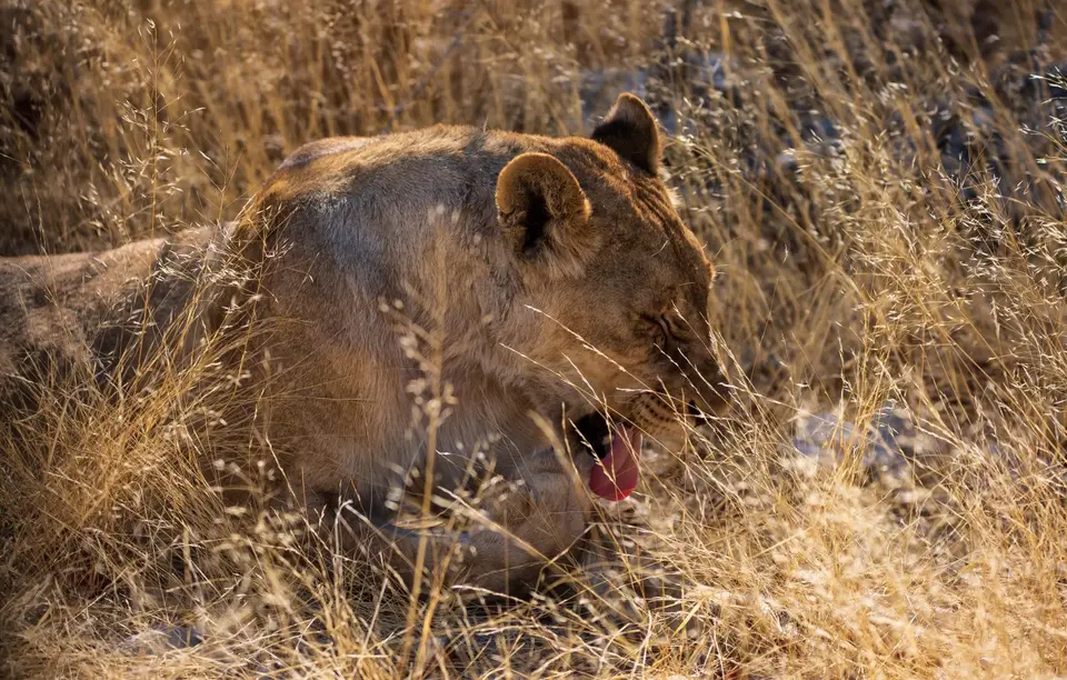 Namibia_Etosha_1189.jpg