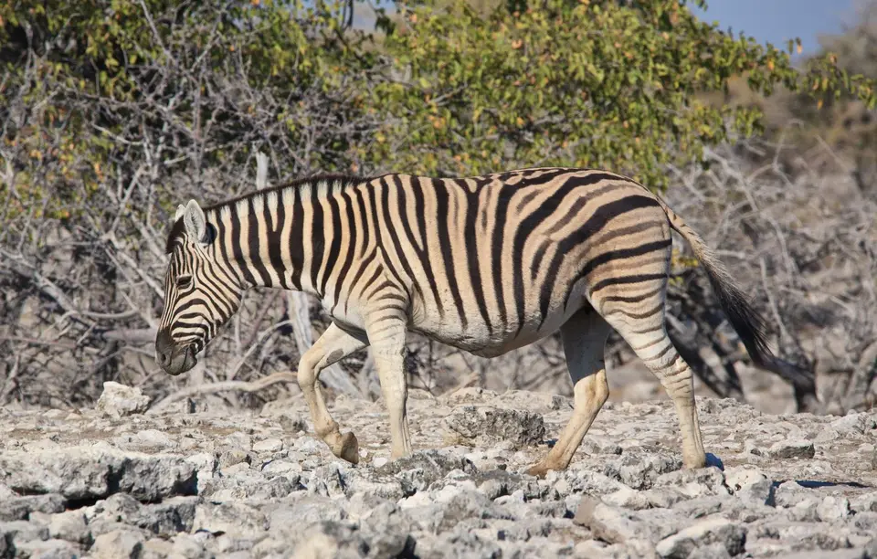 Namibia_Etosha_119.jpg
