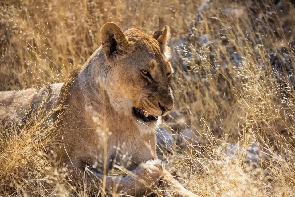 Namibia_Etosha_1190.jpg