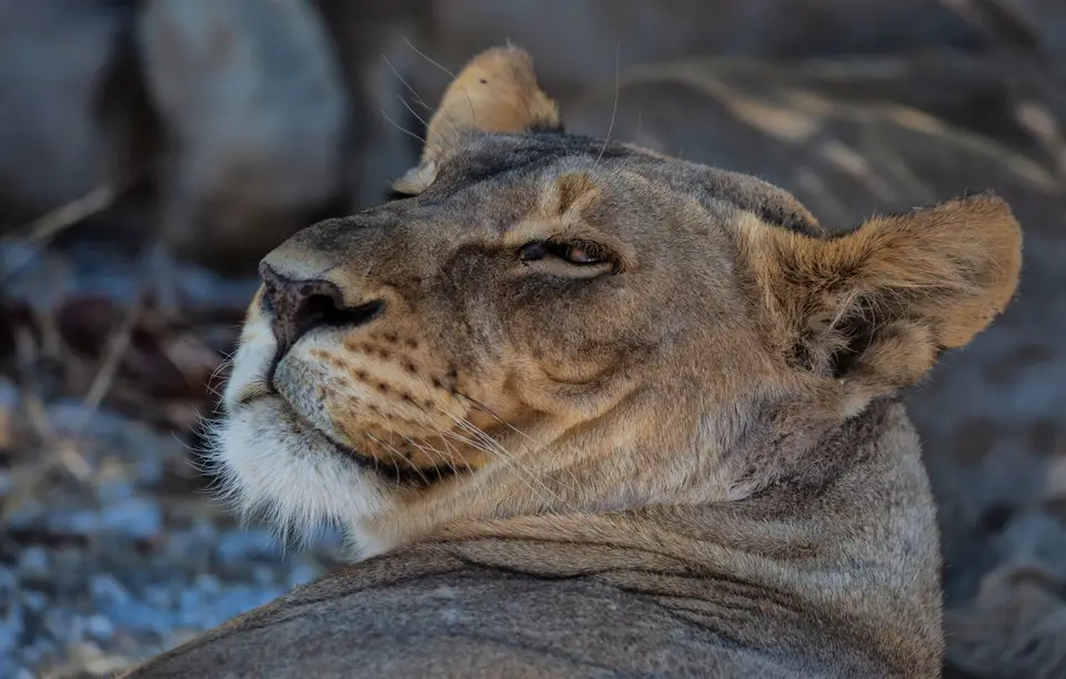 Namibia_Etosha_1192.jpg