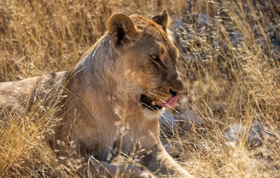 Namibia_Etosha_1193.jpg