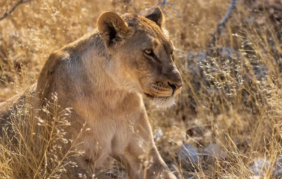 Namibia_Etosha_1194.jpg