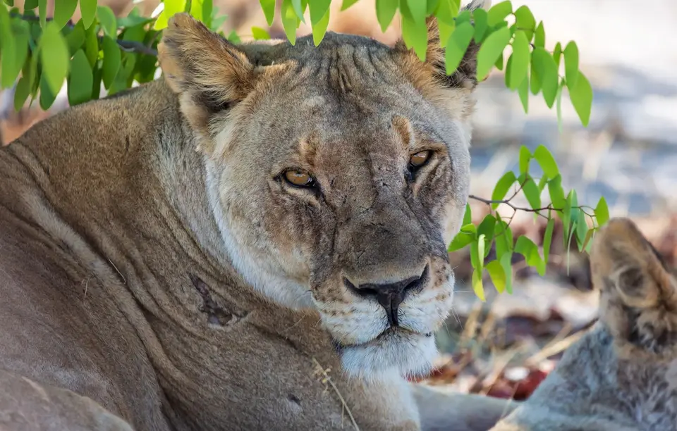 Namibia_Etosha_1195.jpg