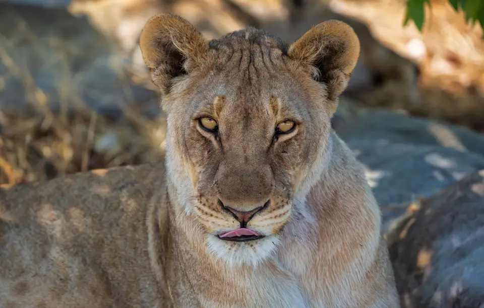 Namibia_Etosha_1196.jpg