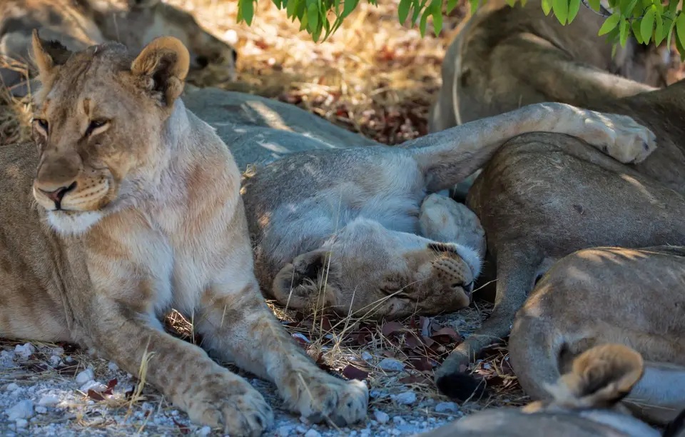 Namibia_Etosha_1198.jpg