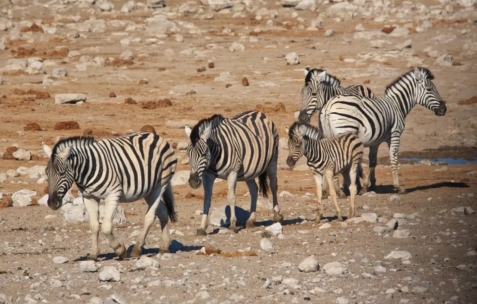 Namibia_Etosha_120.jpg