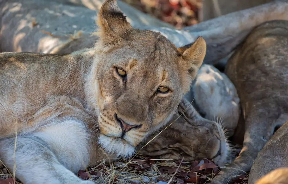 Namibia_Etosha_1202.jpg