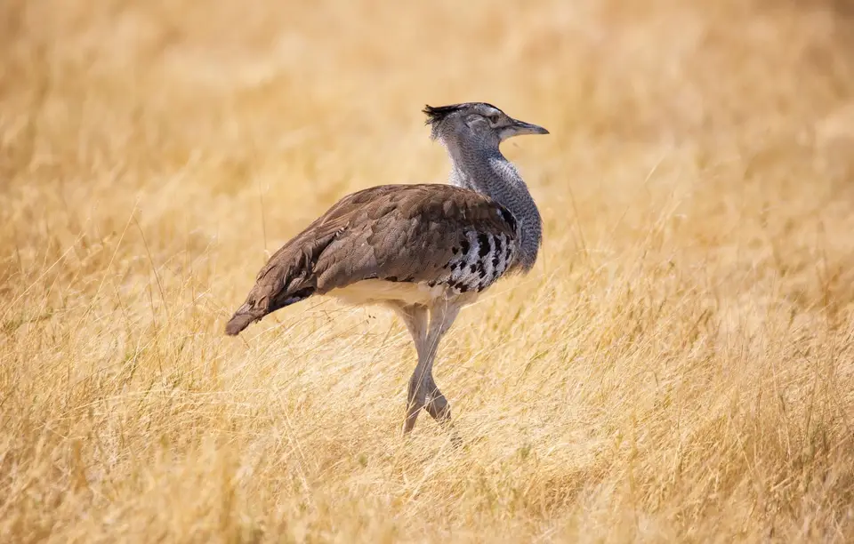 Namibia_Etosha_1204.jpg