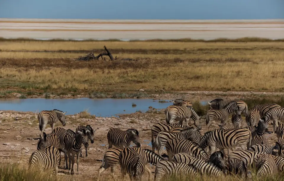 Namibia_Etosha_1205.jpg