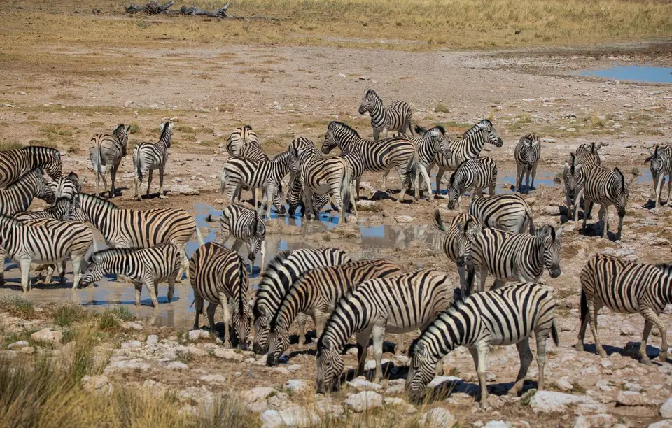 Namibia_Etosha_1206.jpg