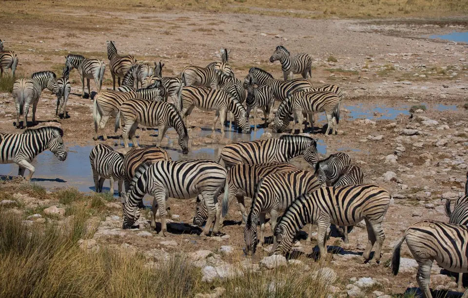 Namibia_Etosha_1207.jpg