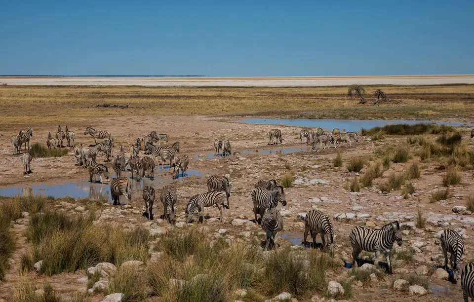 Namibia_Etosha_1208.jpg