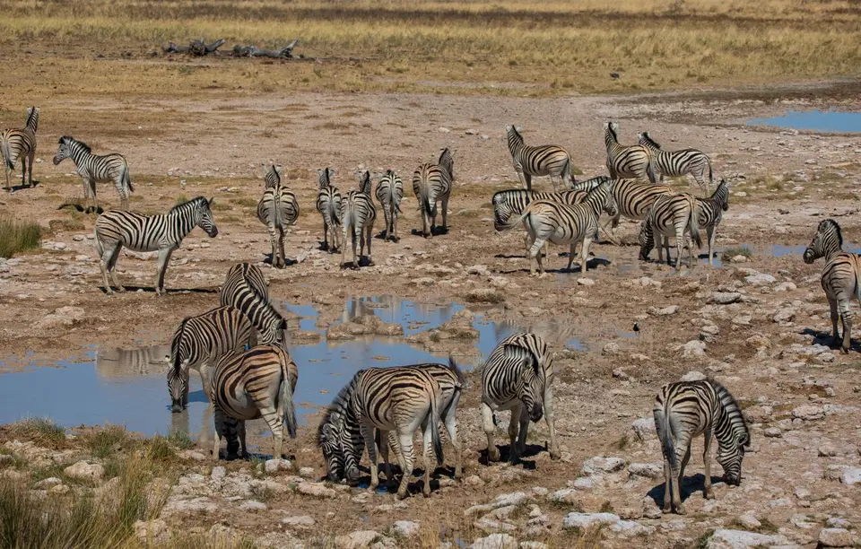 Namibia_Etosha_1209.jpg
