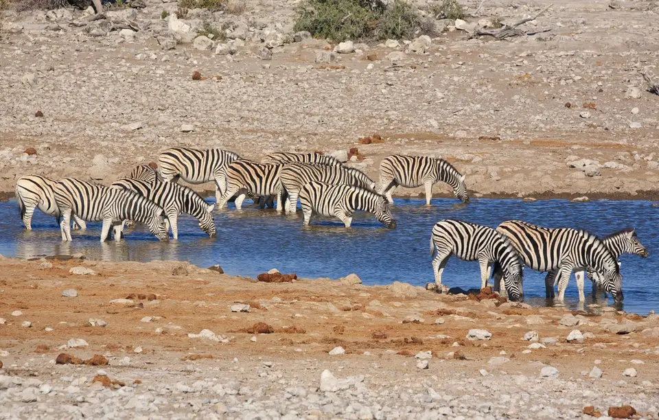 Namibia_Etosha_121.jpg