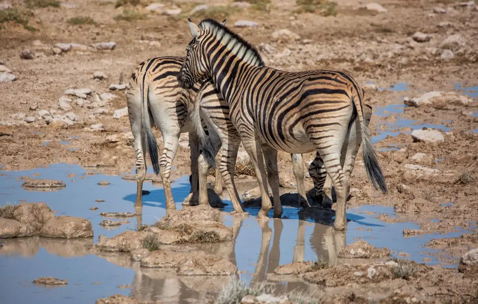 Namibia_Etosha_1210.jpg