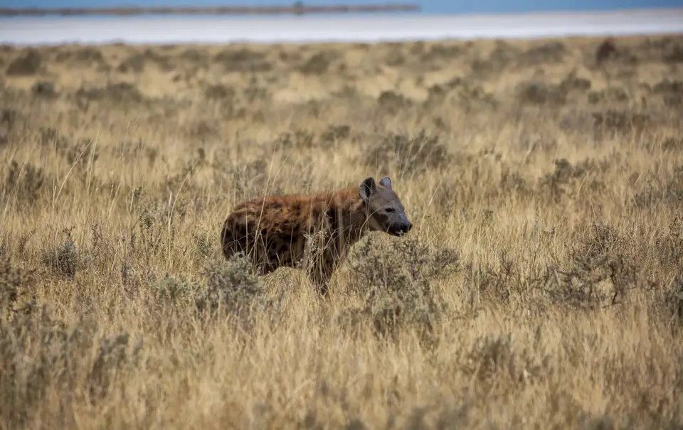 Namibia_Etosha_1214.jpg