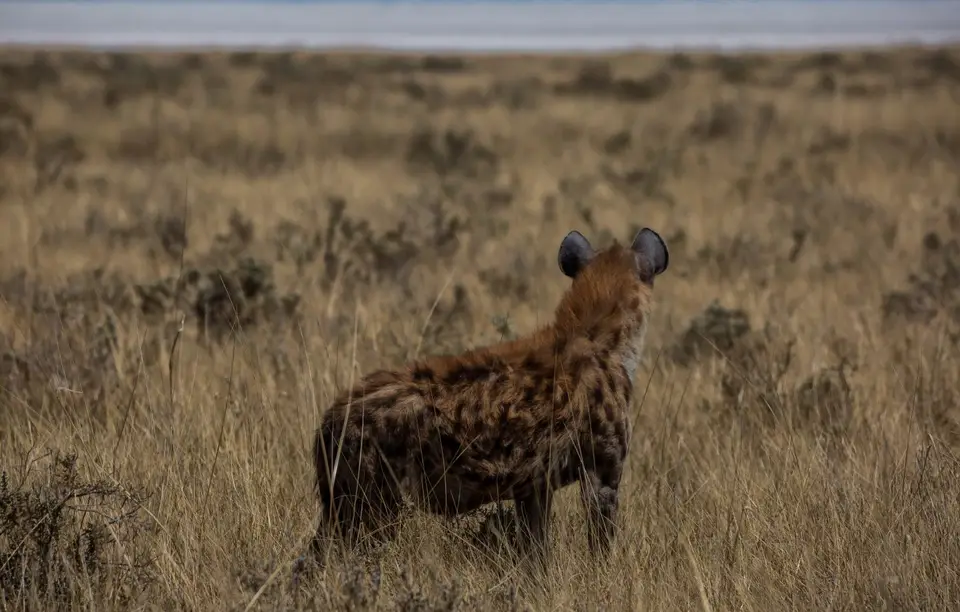 Namibia_Etosha_1215.jpg