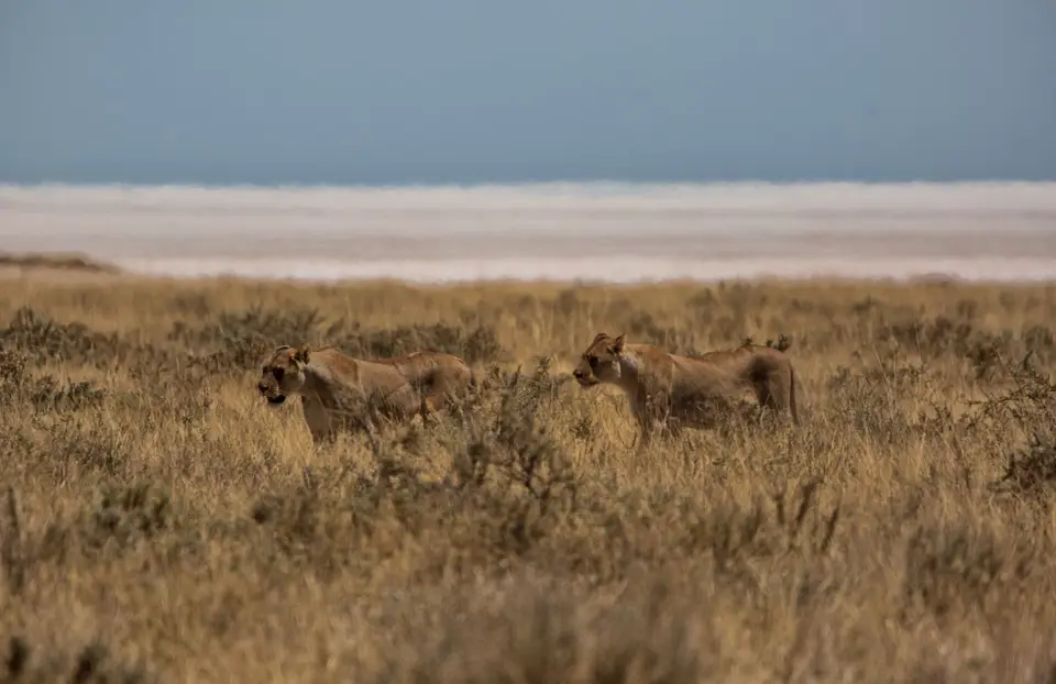 Namibia_Etosha_1216.jpg