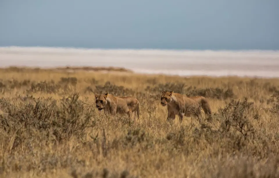 Namibia_Etosha_1217.jpg