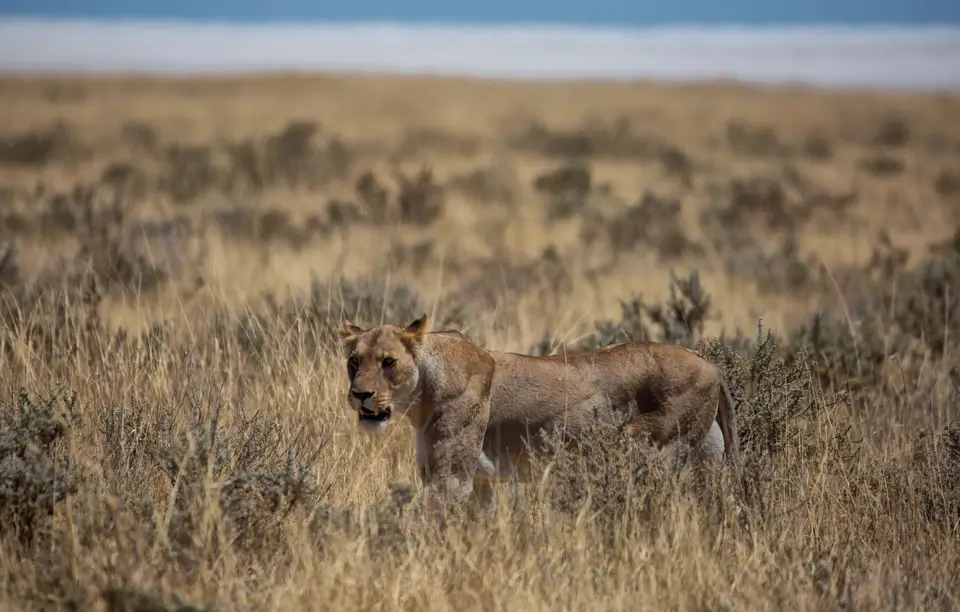 Namibia_Etosha_1218.jpg