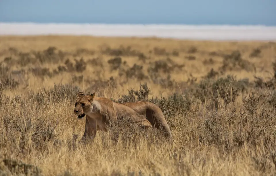 Namibia_Etosha_1219.jpg