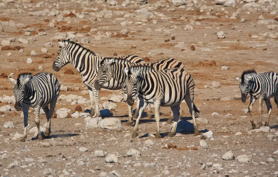 Namibia_Etosha_122.jpg