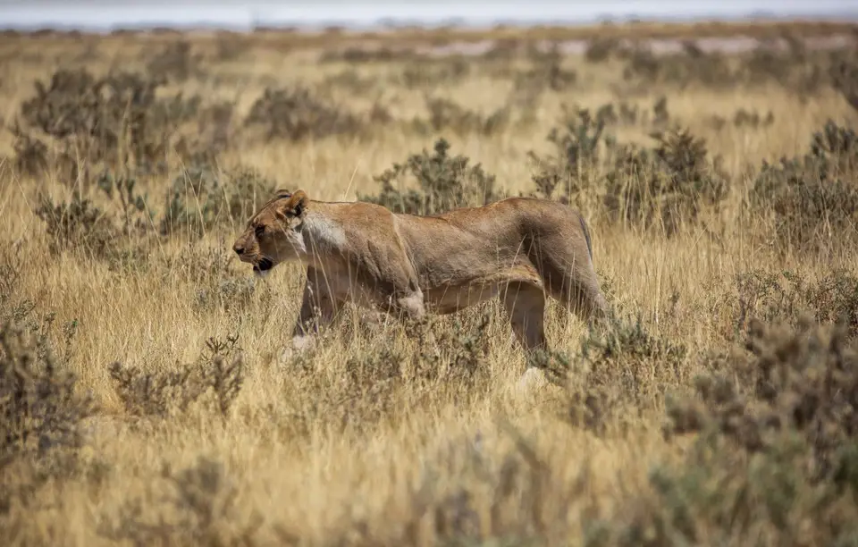 Namibia_Etosha_1221.jpg