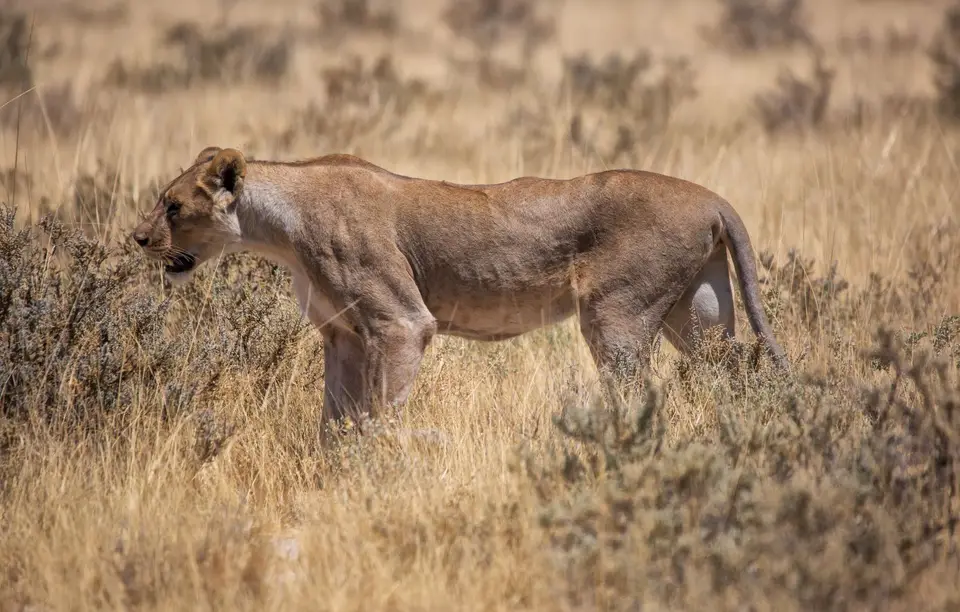 Namibia_Etosha_1222.jpg