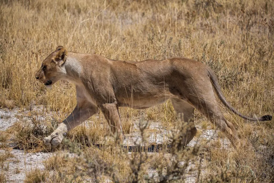 Namibia_Etosha_1223.jpg