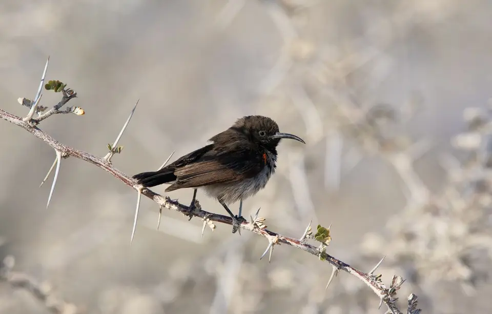 Namibia_Etosha_123.jpg