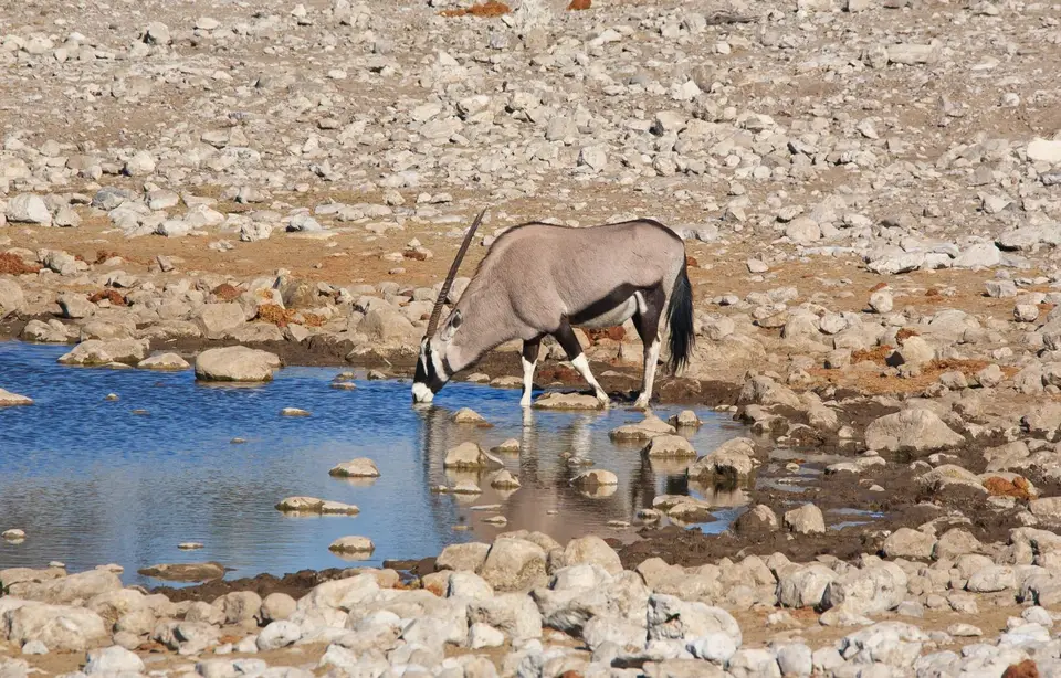 Namibia_Etosha_124.jpg