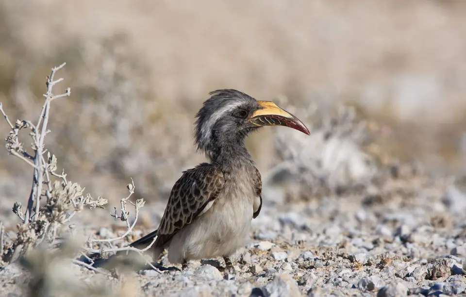 Namibia_Etosha_127.jpg