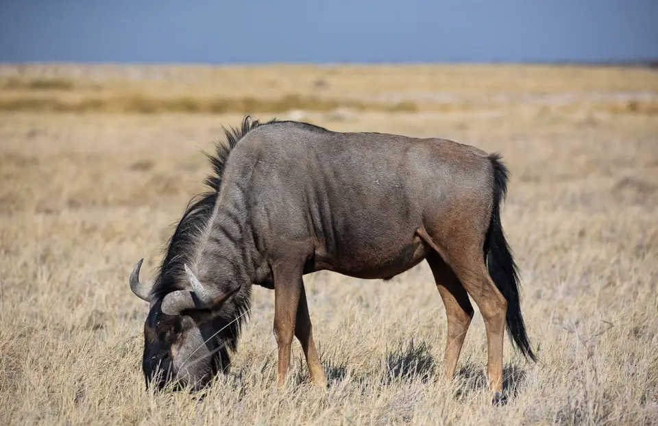 Namibia_Etosha_132.jpg