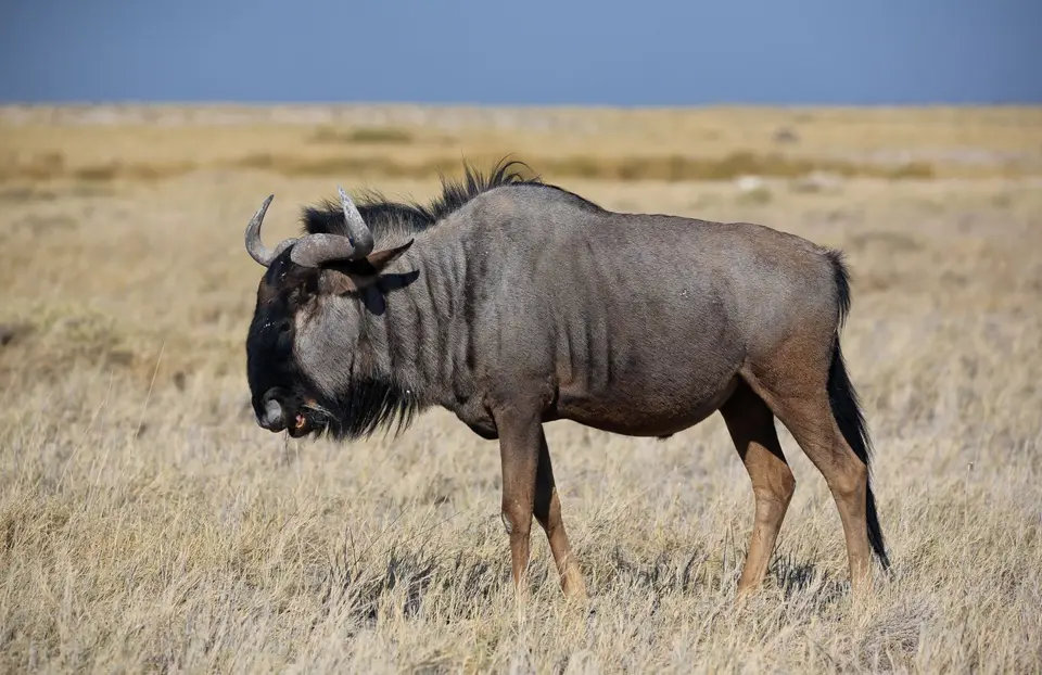 Namibia_Etosha_133.jpg