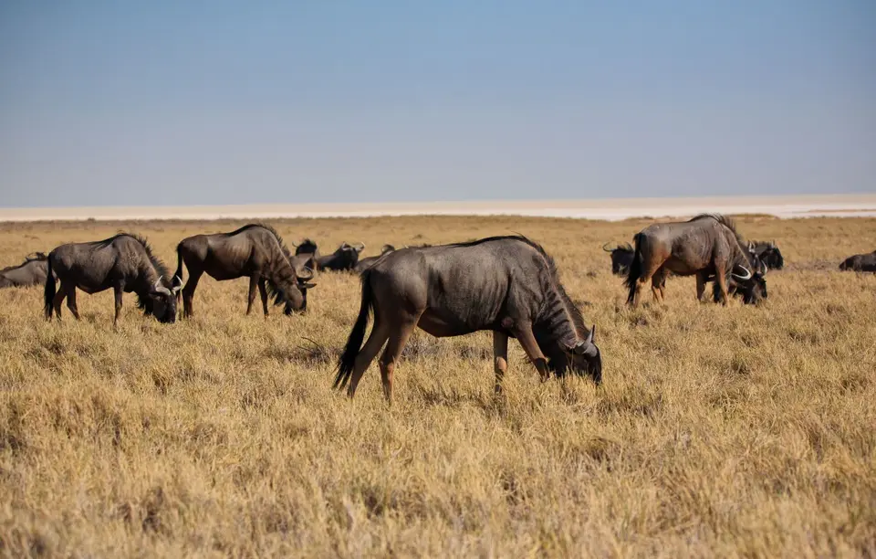 Namibia_Etosha_135.jpg