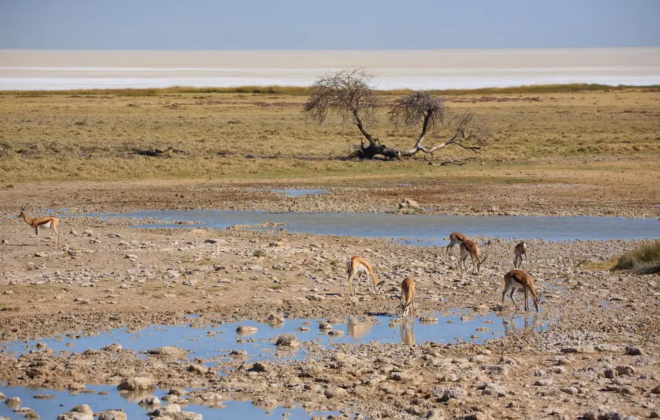 Namibia_Etosha_136.jpg