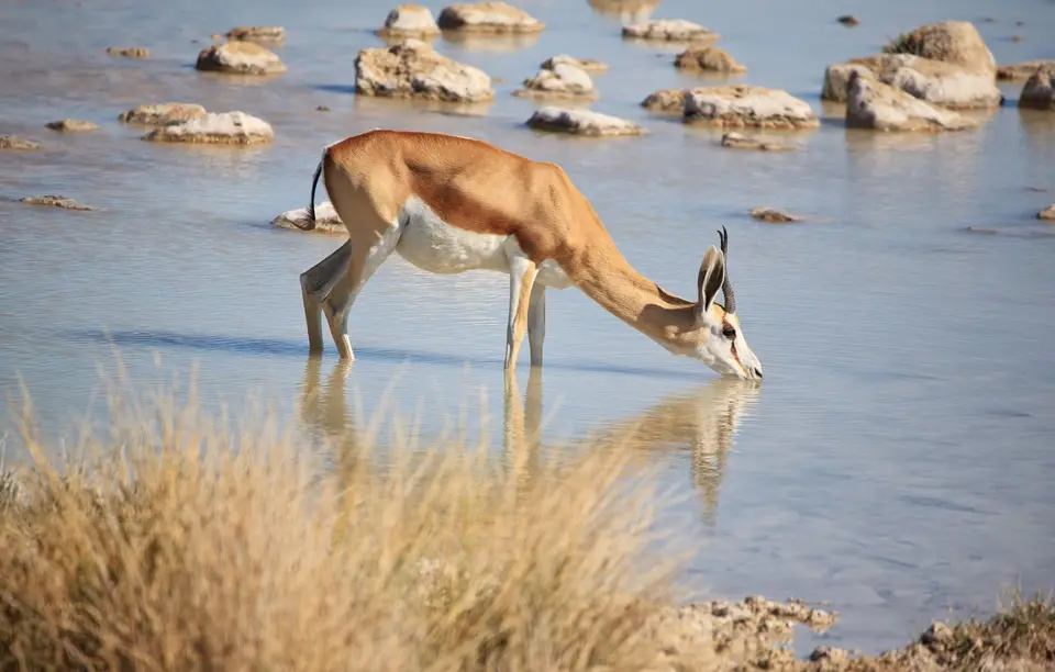 Namibia_Etosha_137.jpg