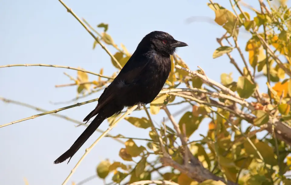 Namibia_Etosha_138.jpg