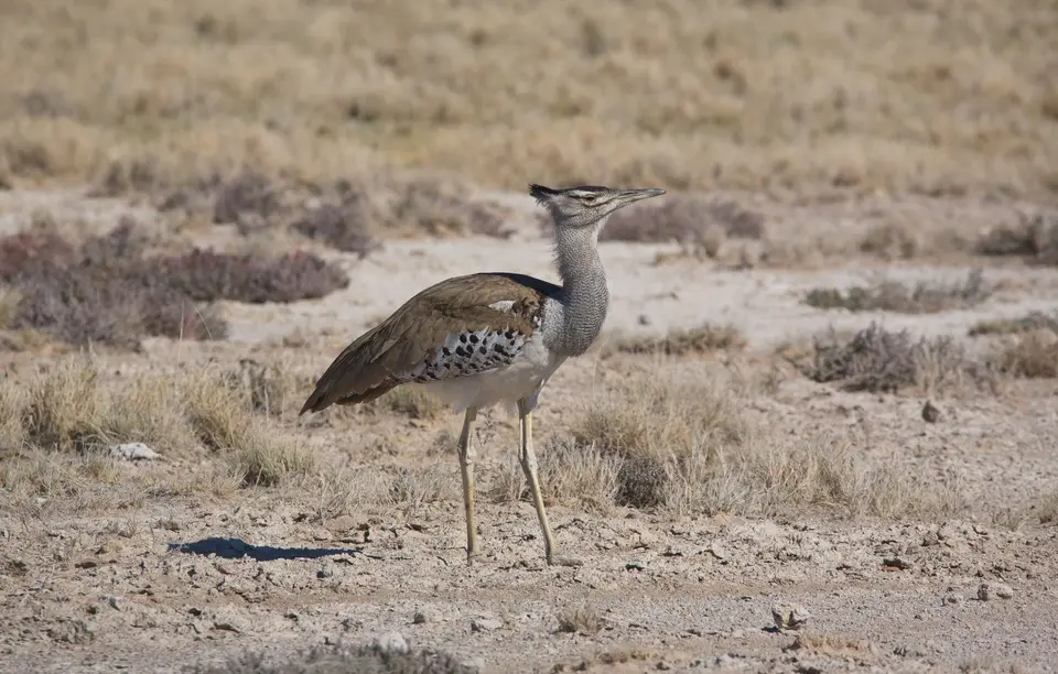 Namibia_Etosha_139.jpg