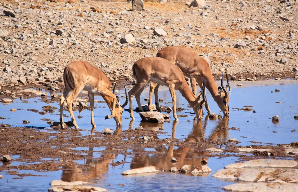 Namibia_Etosha_141.jpg
