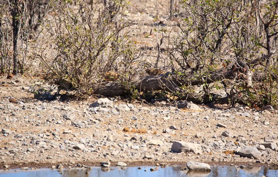 Namibia_Etosha_144.jpg