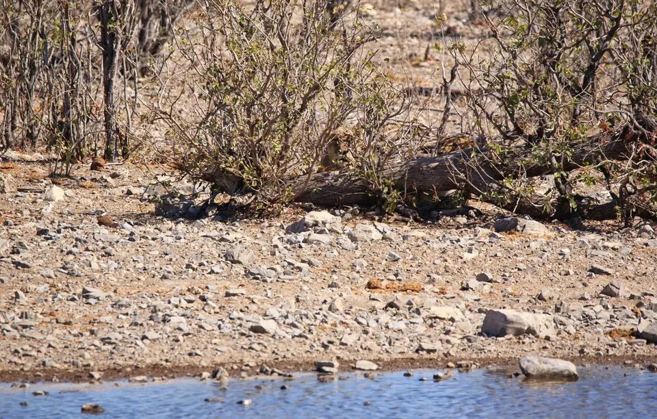 Namibia_Etosha_145.jpg