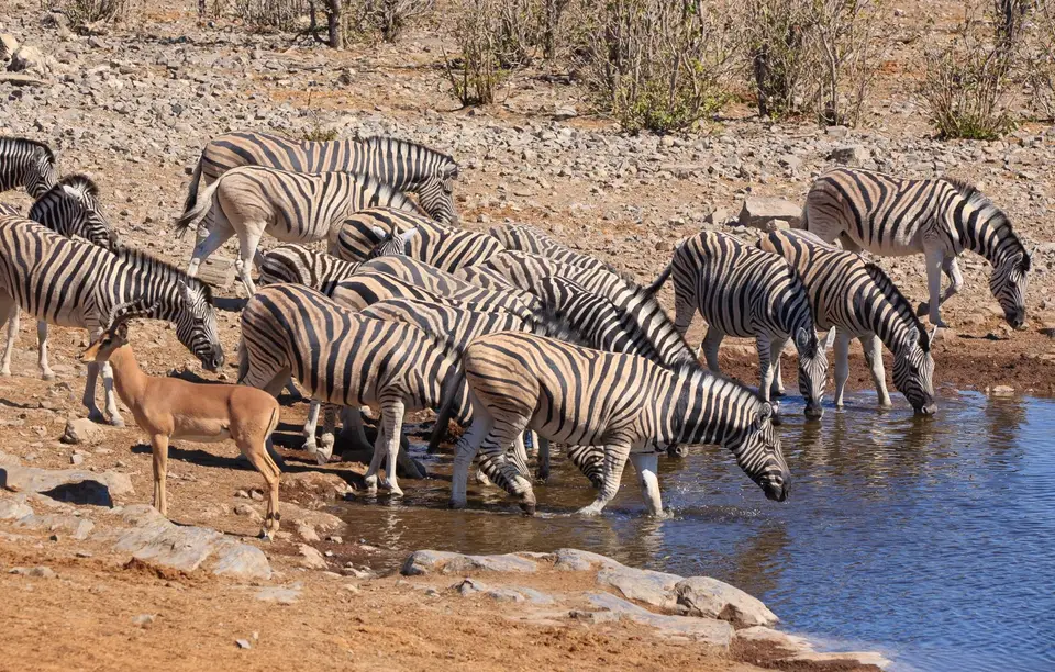 Namibia_Etosha_147.jpg