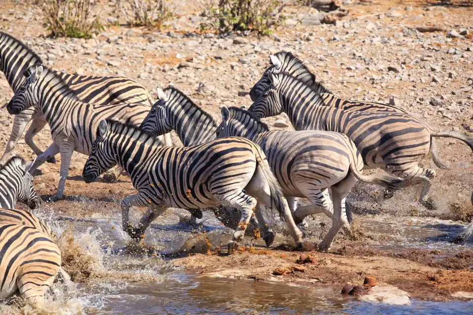 Namibia_Etosha_149.jpg