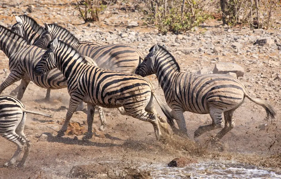 Namibia_Etosha_151.jpg