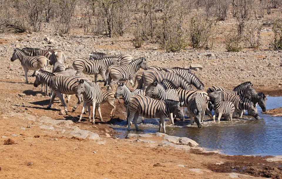 Namibia_Etosha_153.jpg